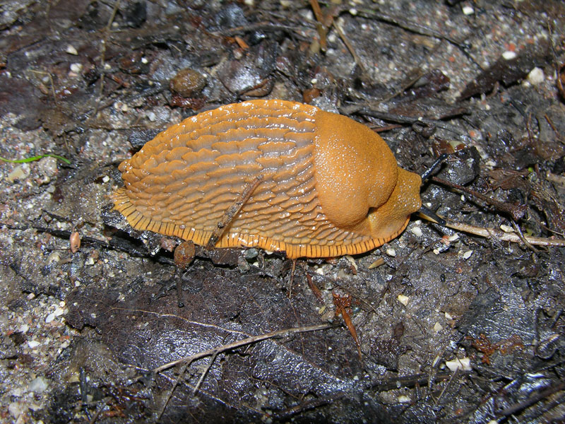 Arion sp.